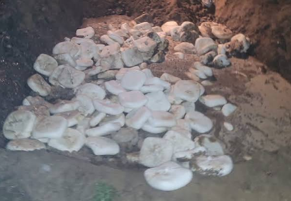 हापुड़ में 1300 किलो मिलावटी पनीर नष्ट, दिल्ली-NCR&hellip;