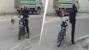 लखनऊ में स्ट्रीट डॉग को गोली मारकर हत्या