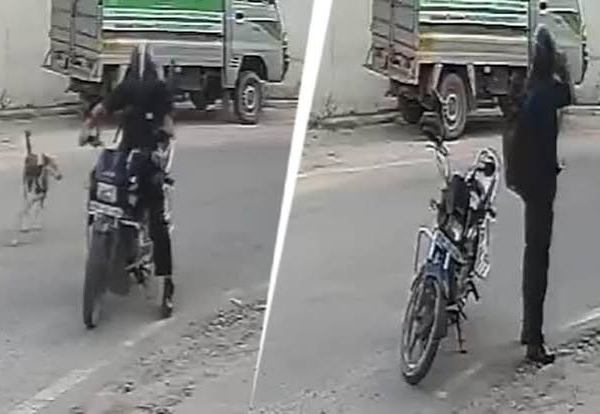 लखनऊ में स्ट्रीट डॉग को गोली मारकर हत्या